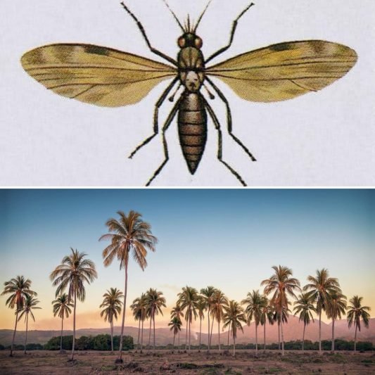Imagen-Jejen-San-Blas--533x533 El intento del Gobernador Julián Gascón Mercado de acabar con el mosquito del "jején" en San Blas, Nayarit.